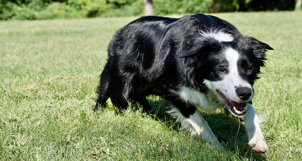 Welcome to Focused Intensity Border Collies