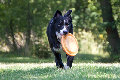 Axel playing frisbee